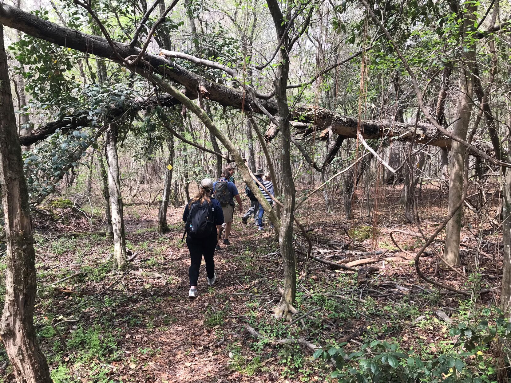 Palmetto Trail fallen tree